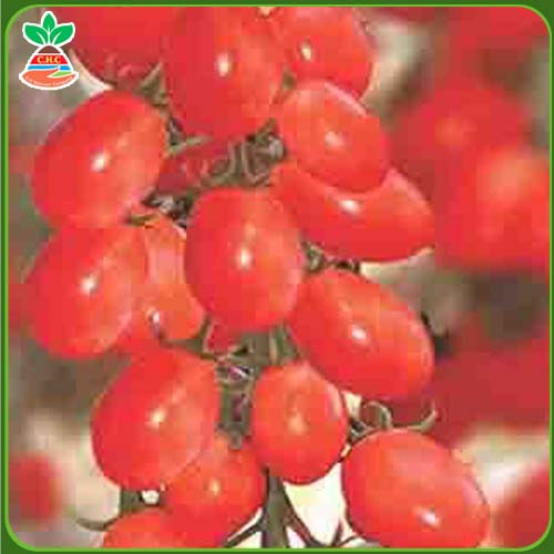 F1 cherry tomato seeds